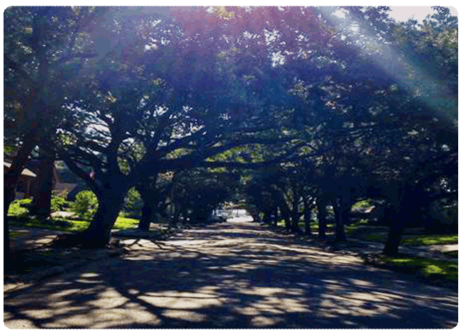 Tree and sunbeams